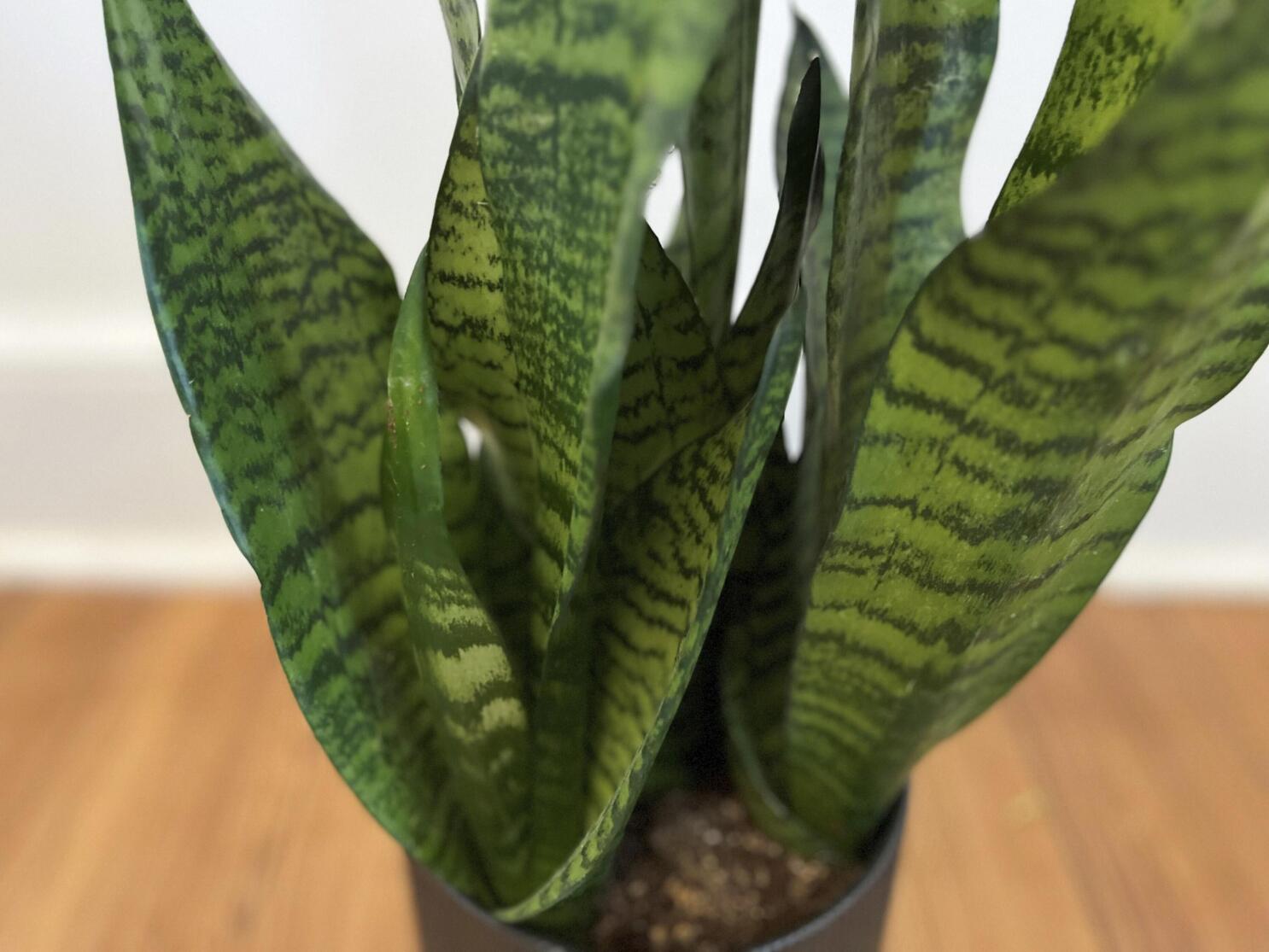 Snake plant nasa sale